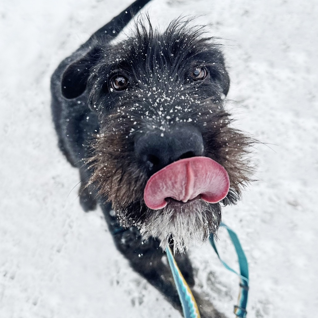 Zuko, an adoptable Mixed Breed in Hailey, ID, 83333 | Photo Image 2