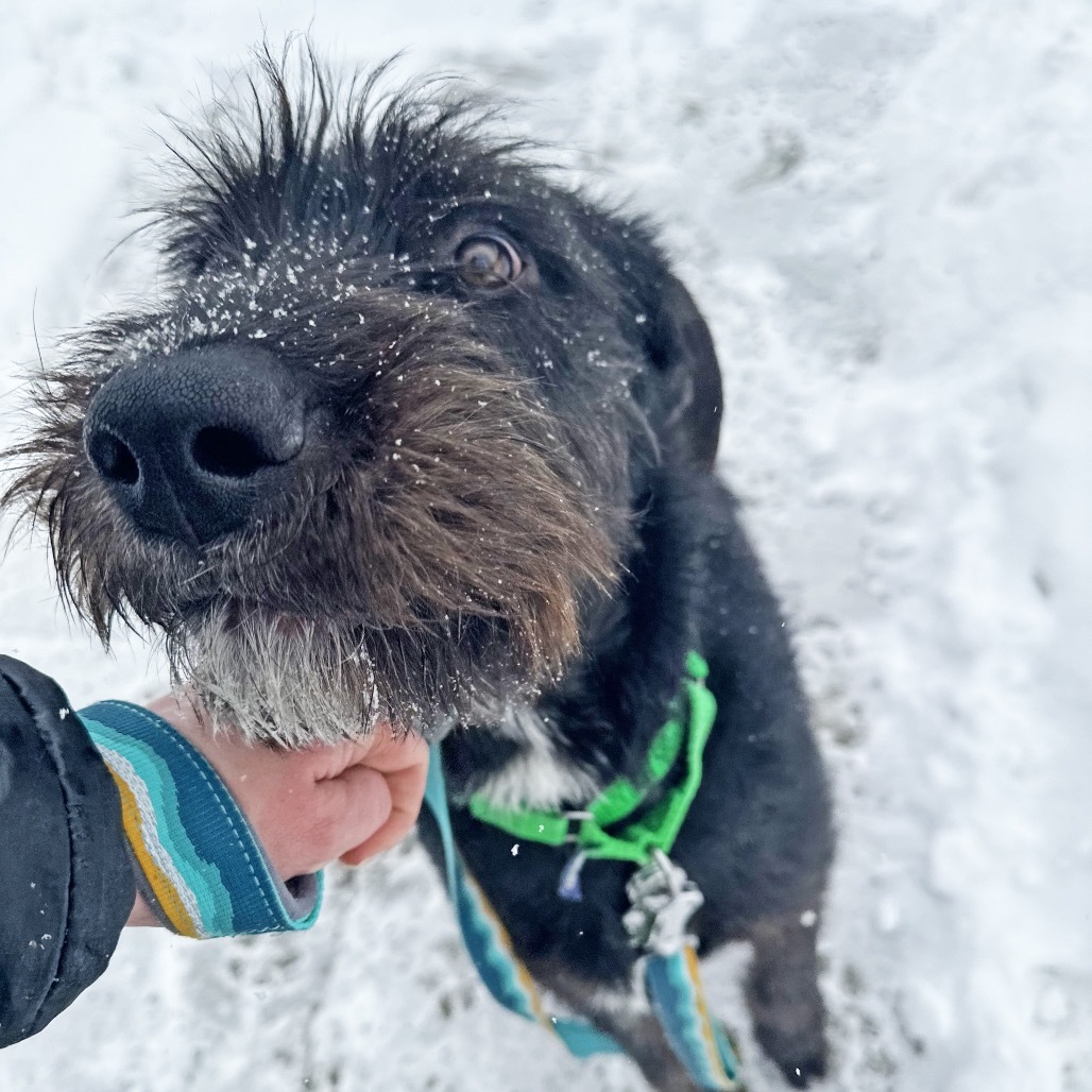 Zuko, an adoptable Mixed Breed in Hailey, ID, 83333 | Photo Image 3
