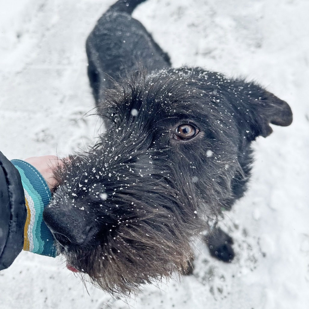 Zuko, an adoptable Mixed Breed in Hailey, ID, 83333 | Photo Image 4