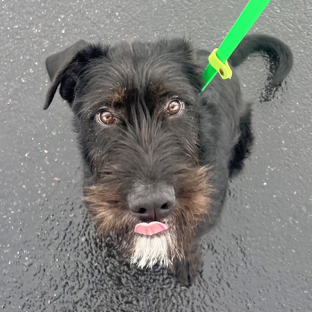 Zuko, an adoptable Mixed Breed in Hailey, ID, 83333 | Photo Image 5