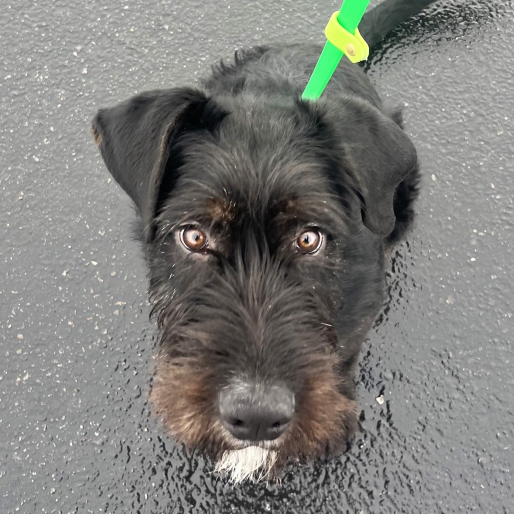 Zuko, an adoptable Mixed Breed in Hailey, ID, 83333 | Photo Image 6