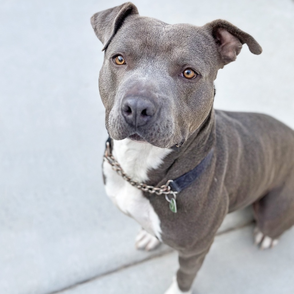 Hero, an adoptable Mixed Breed in Hailey, ID, 83333 | Photo Image 1