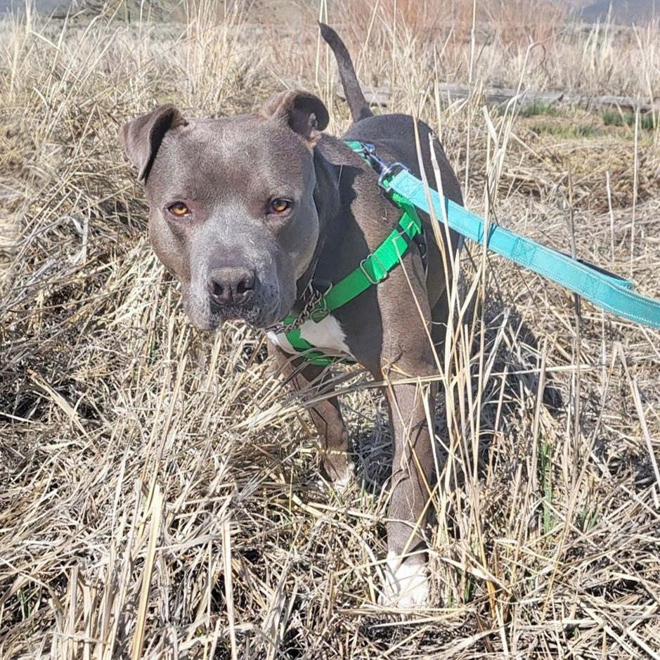 Hero, an adoptable Mixed Breed in Hailey, ID, 83333 | Photo Image 1