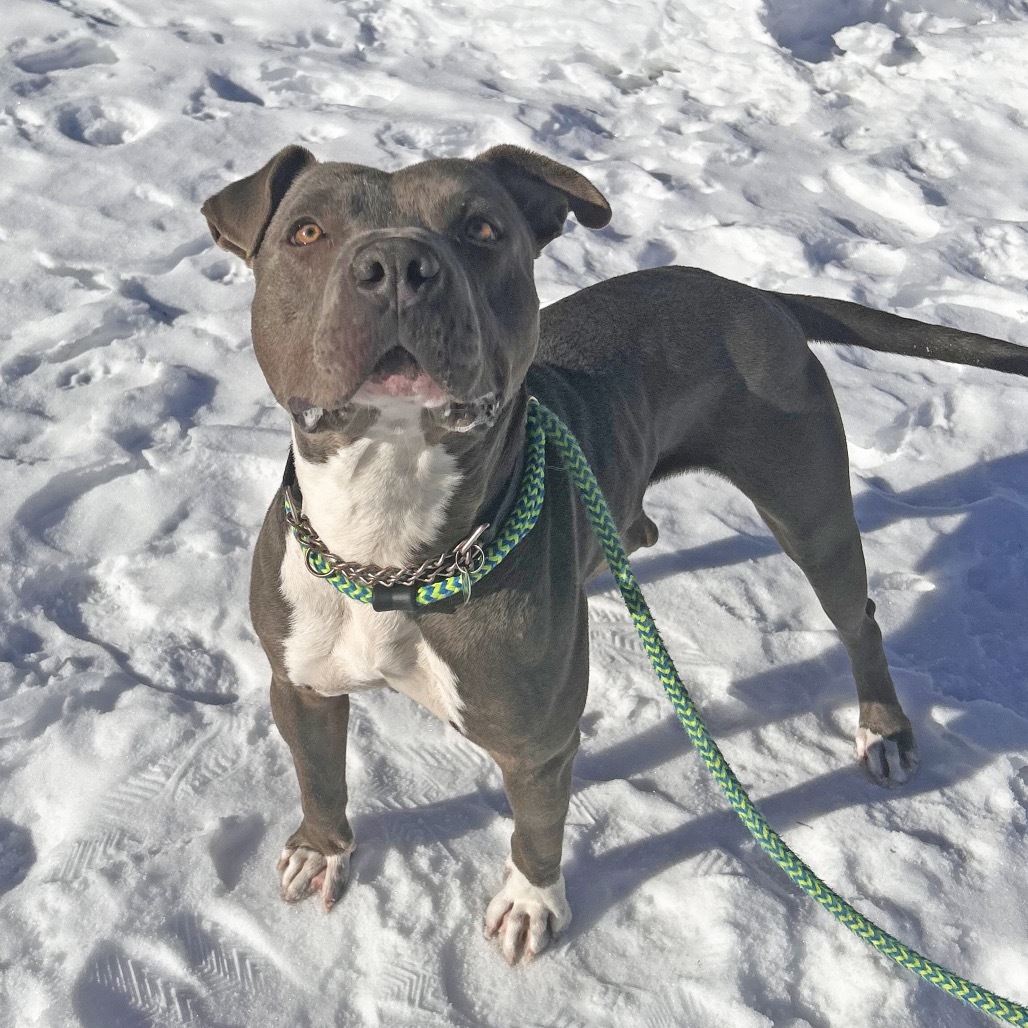 Hero, an adoptable Mixed Breed in Hailey, ID, 83333 | Photo Image 2