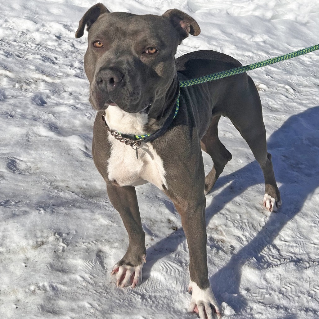 Hero, an adoptable Mixed Breed in Hailey, ID, 83333 | Photo Image 3