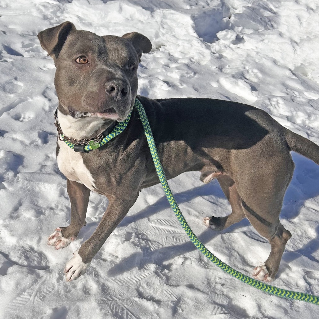 Hero, an adoptable Mixed Breed in Hailey, ID, 83333 | Photo Image 4