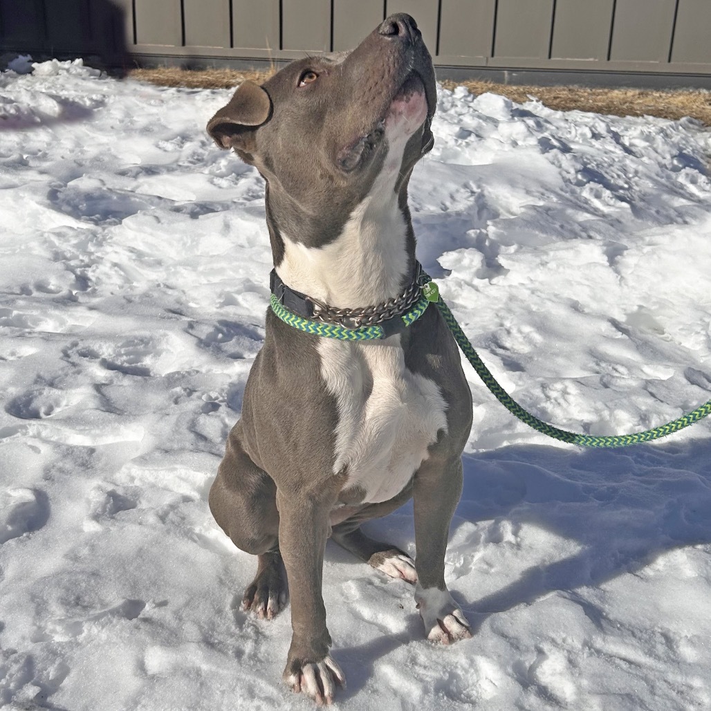 Hero, an adoptable Mixed Breed in Hailey, ID, 83333 | Photo Image 5