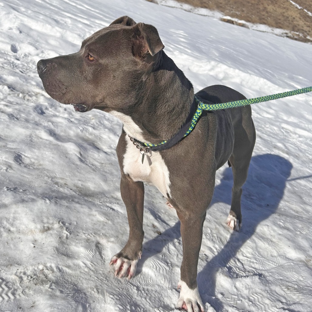 Hero, an adoptable Mixed Breed in Hailey, ID, 83333 | Photo Image 6