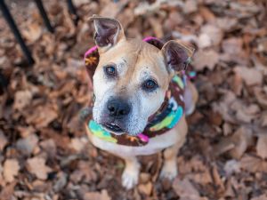 Another foster writes Do you love snuggling the sound of a gentle snore and perhaps adorable unde