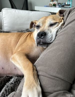 Bella, Senior Female unknown