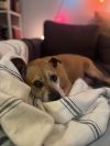 Bella photo 4