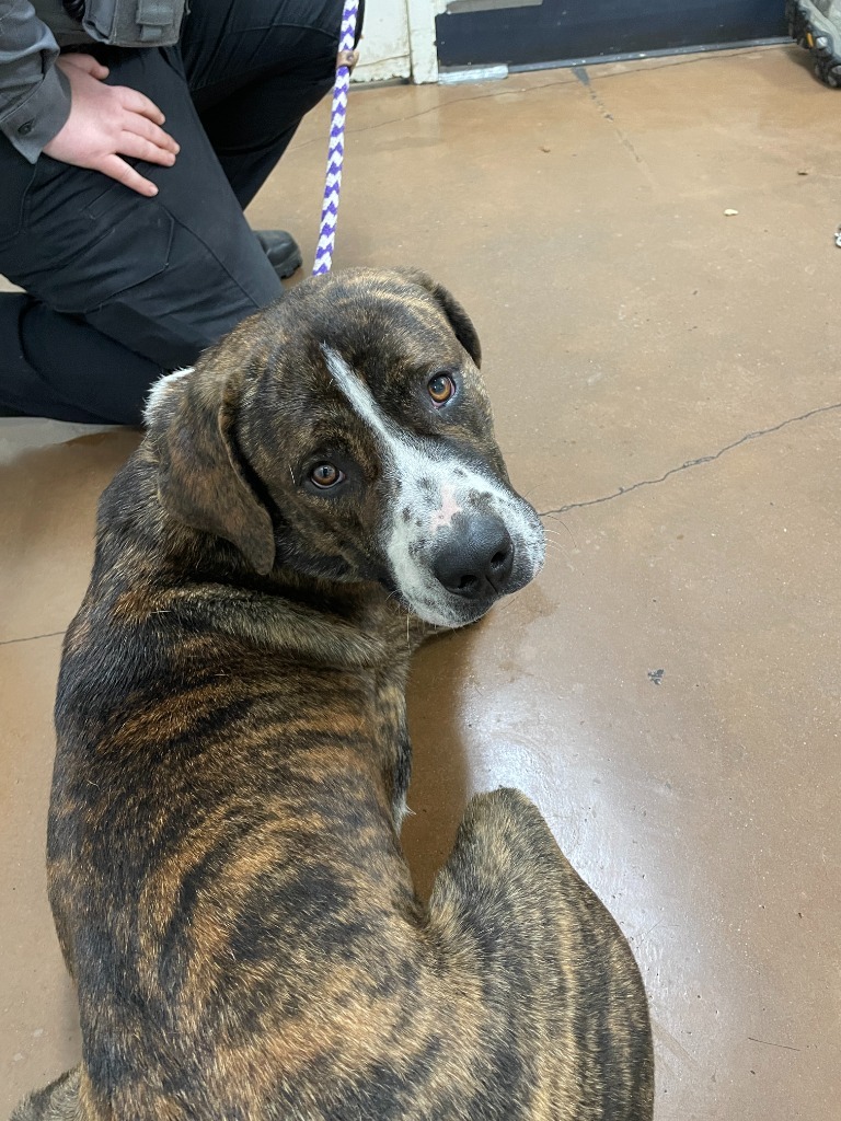 Gunnison, an adoptable Pit Bull Terrier, Saint Bernard in Chico, CA, 95928 | Photo Image 2