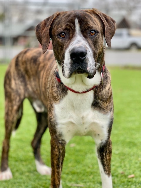 Gunnison, an adoptable Pit Bull Terrier, Saint Bernard in Chico, CA, 95928 | Photo Image 3