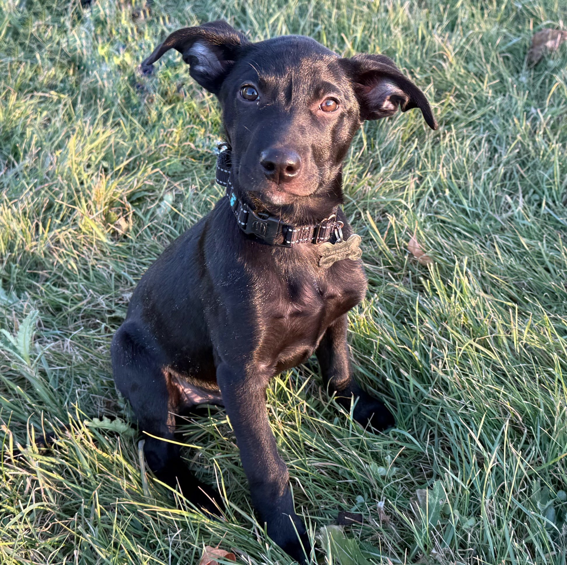 Keegan, an adoptable Labrador Retriever in Twin Falls, ID, 83301 | Photo Image 1