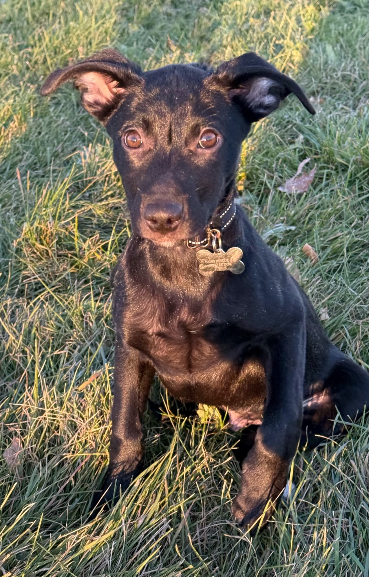 Keegan, an adoptable Labrador Retriever in Twin Falls, ID, 83301 | Photo Image 2
