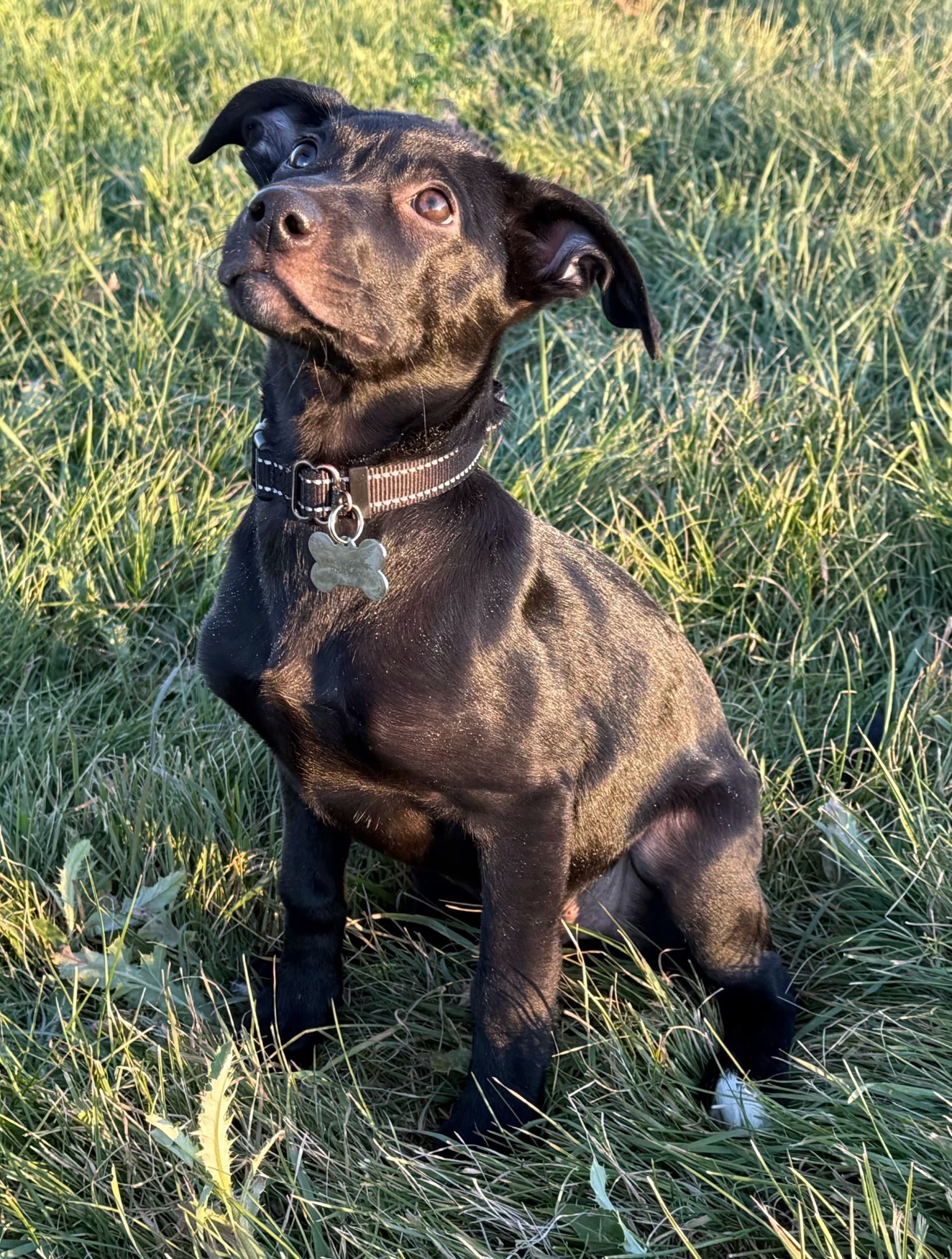 Keegan, an adoptable Labrador Retriever in Twin Falls, ID, 83301 | Photo Image 3