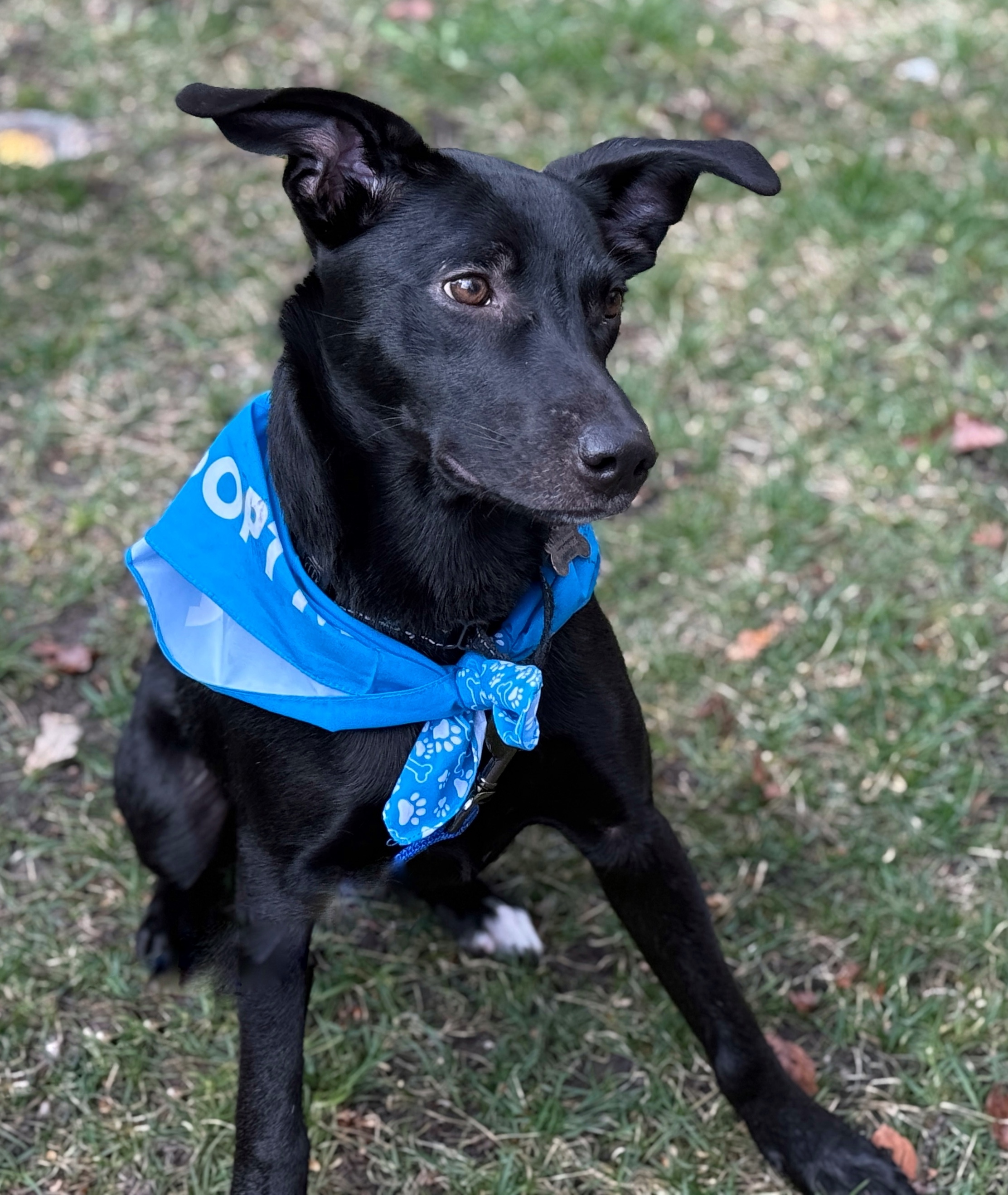 Keegan, an adoptable Labrador Retriever in Twin Falls, ID, 83301 | Photo Image 3