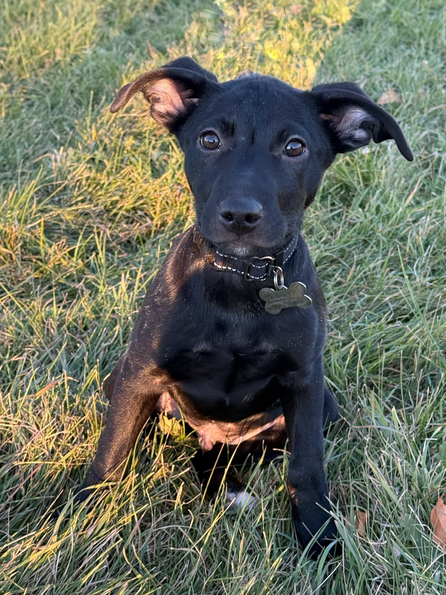 Keegan, an adoptable Labrador Retriever in Twin Falls, ID, 83301 | Photo Image 4