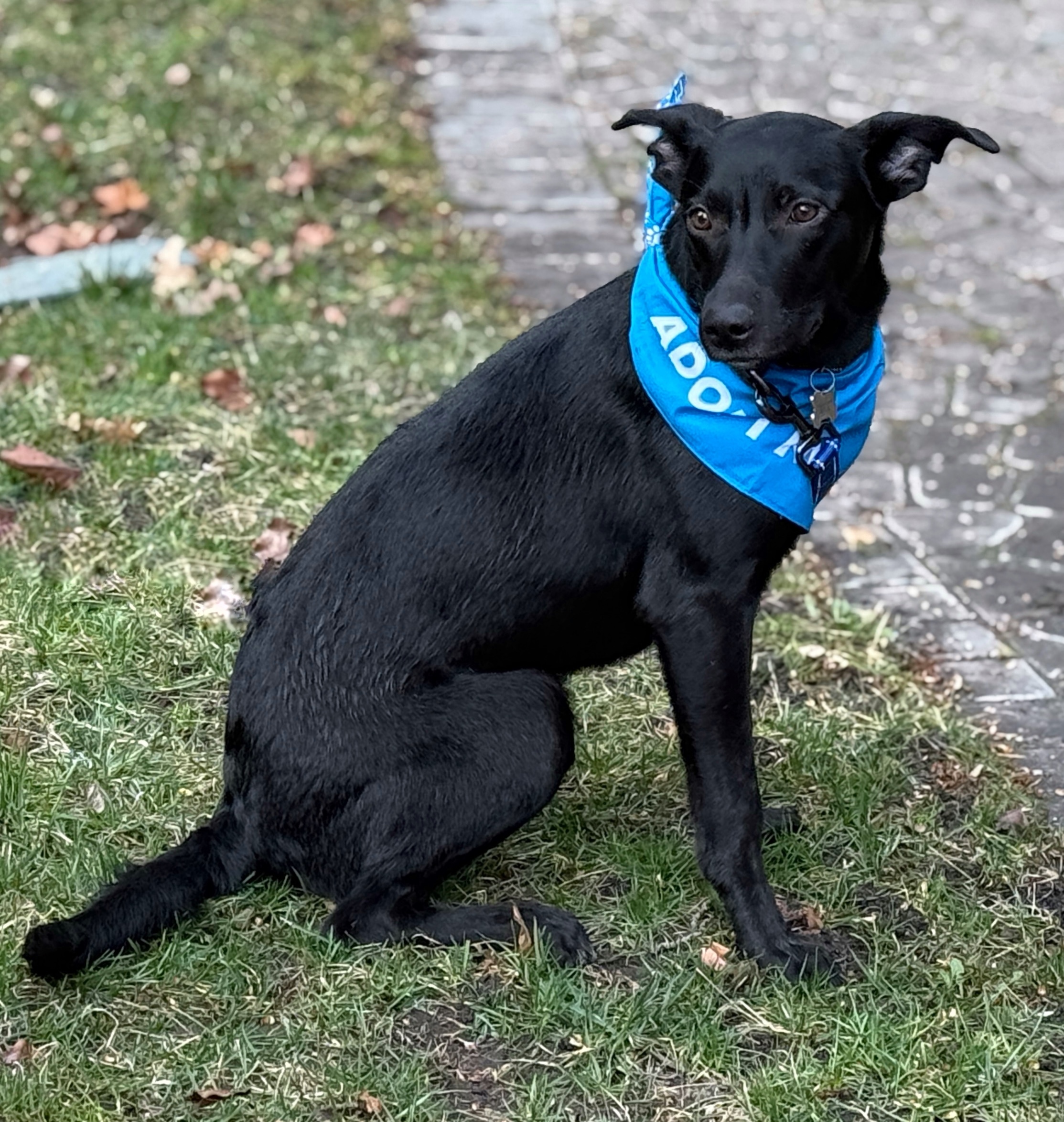 Keegan, an adoptable Labrador Retriever in Twin Falls, ID, 83301 | Photo Image 4
