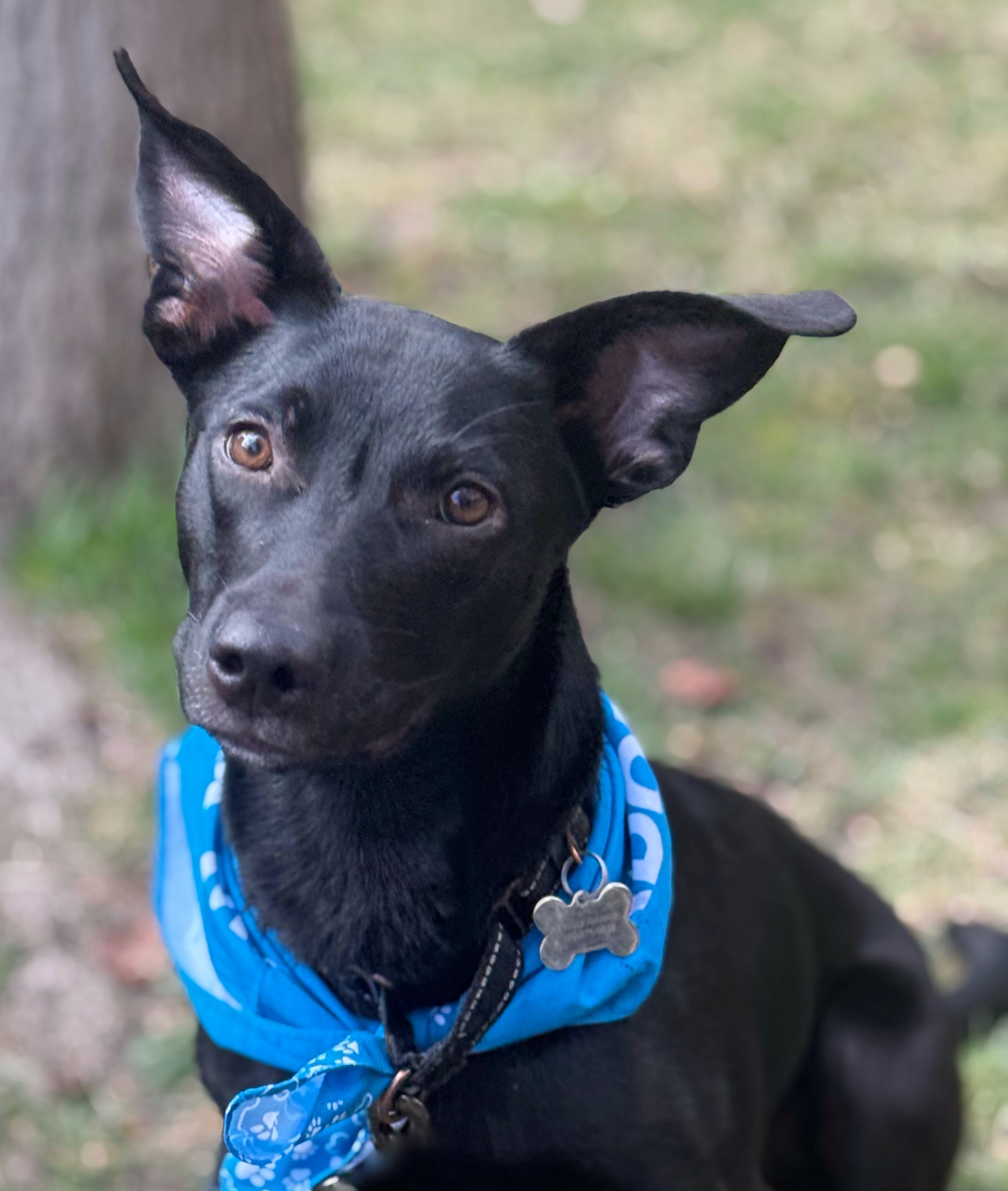 Keegan, an adoptable Labrador Retriever in Twin Falls, ID, 83301 | Photo Image 5