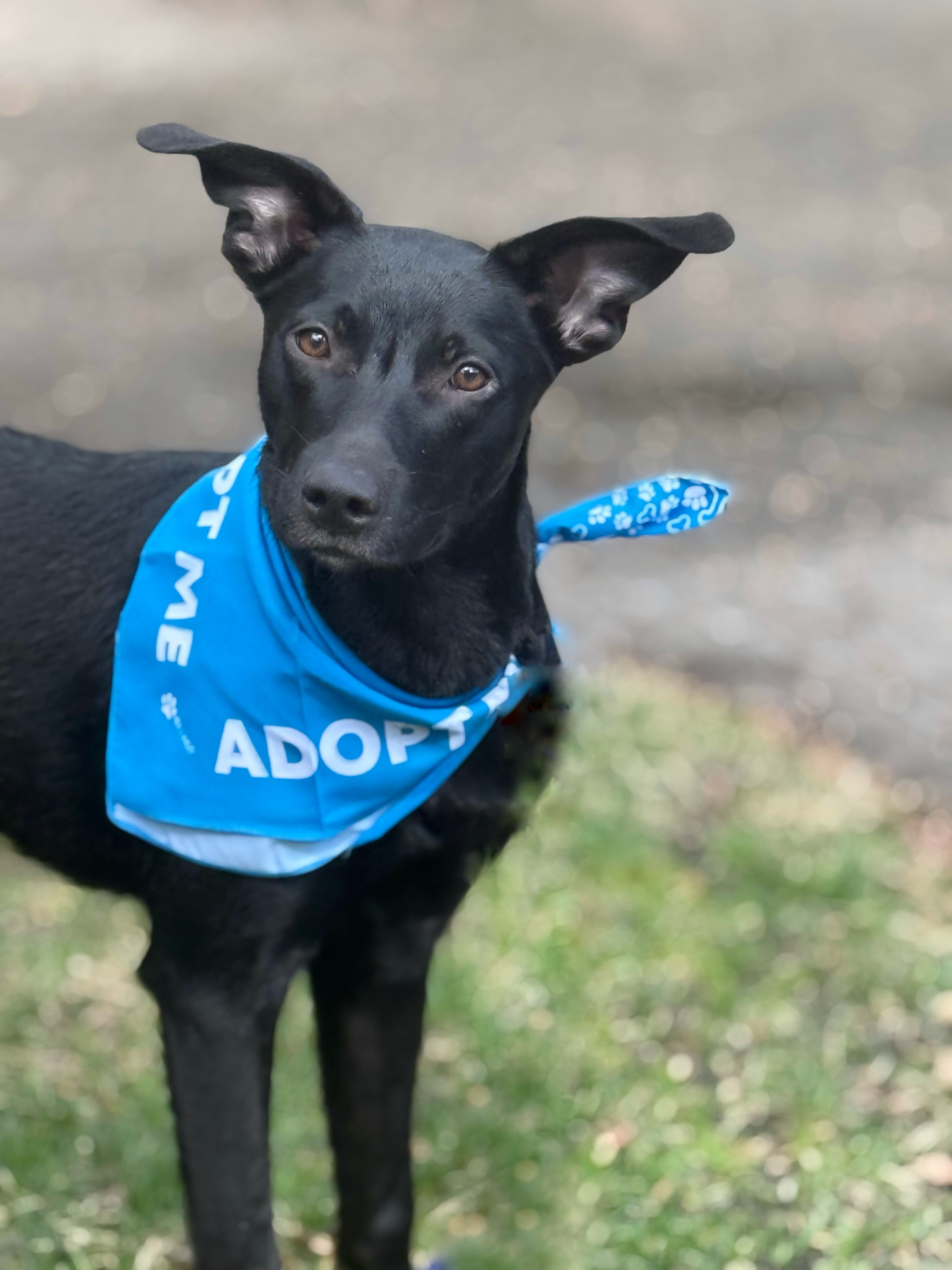 Keegan, an adoptable Labrador Retriever in Twin Falls, ID, 83301 | Photo Image 6
