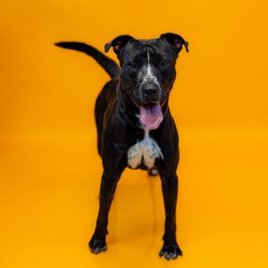Primary Color Black Secondary Color White Weight 48lbs Age 2yrs 11mths 0wks Animal has been Neut