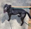 In Foster - Scout photo 2