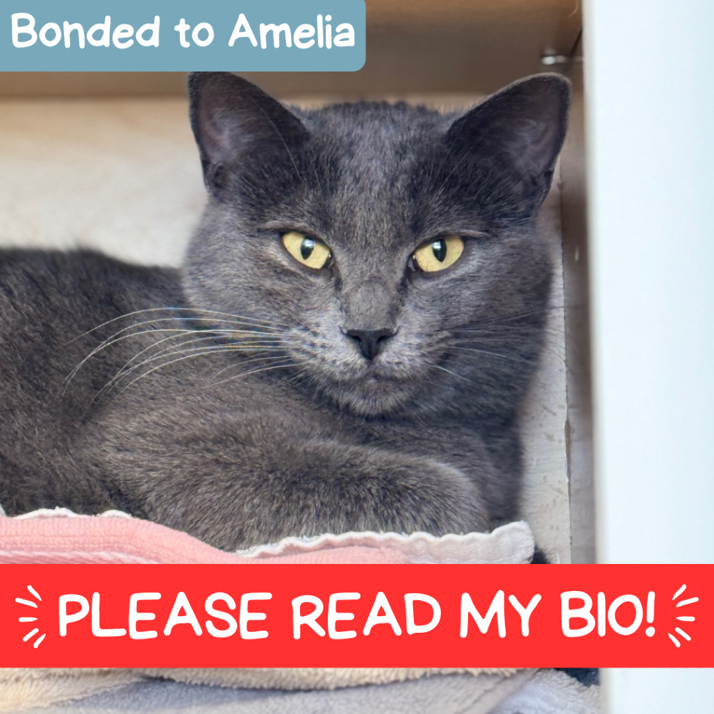 Asa, an adoptable Domestic Short Hair in Denver, CO, 80223 | Photo Image 1