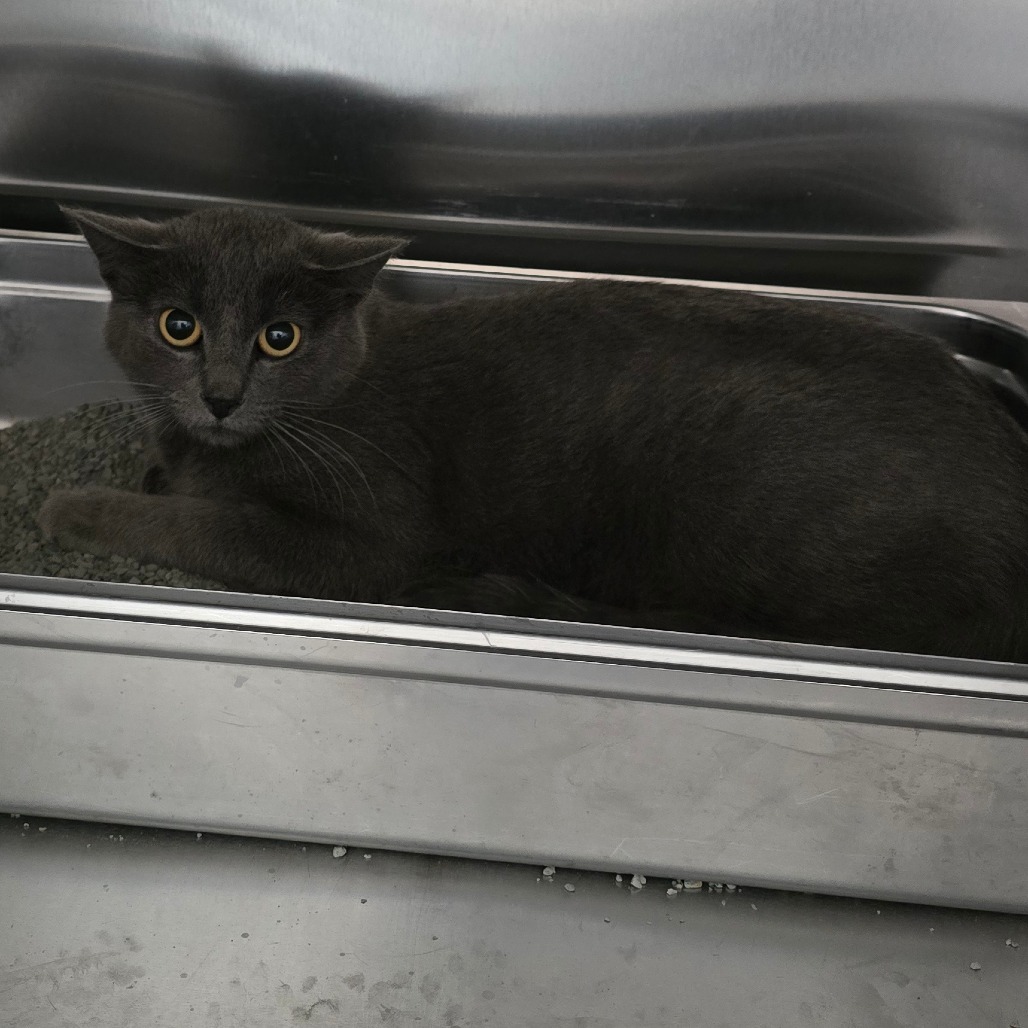 Asa, an adoptable Domestic Short Hair in Denver, CO, 80223 | Photo Image 2