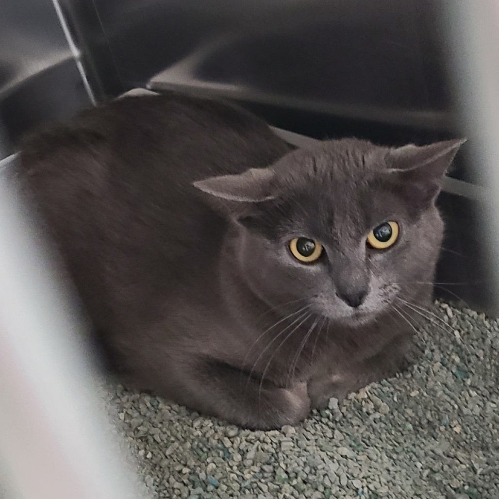 Asa, an adoptable Domestic Short Hair in Denver, CO, 80223 | Photo Image 3