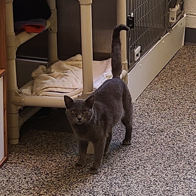 Asa, an adoptable Domestic Short Hair in Denver, CO, 80223 | Photo Image 5