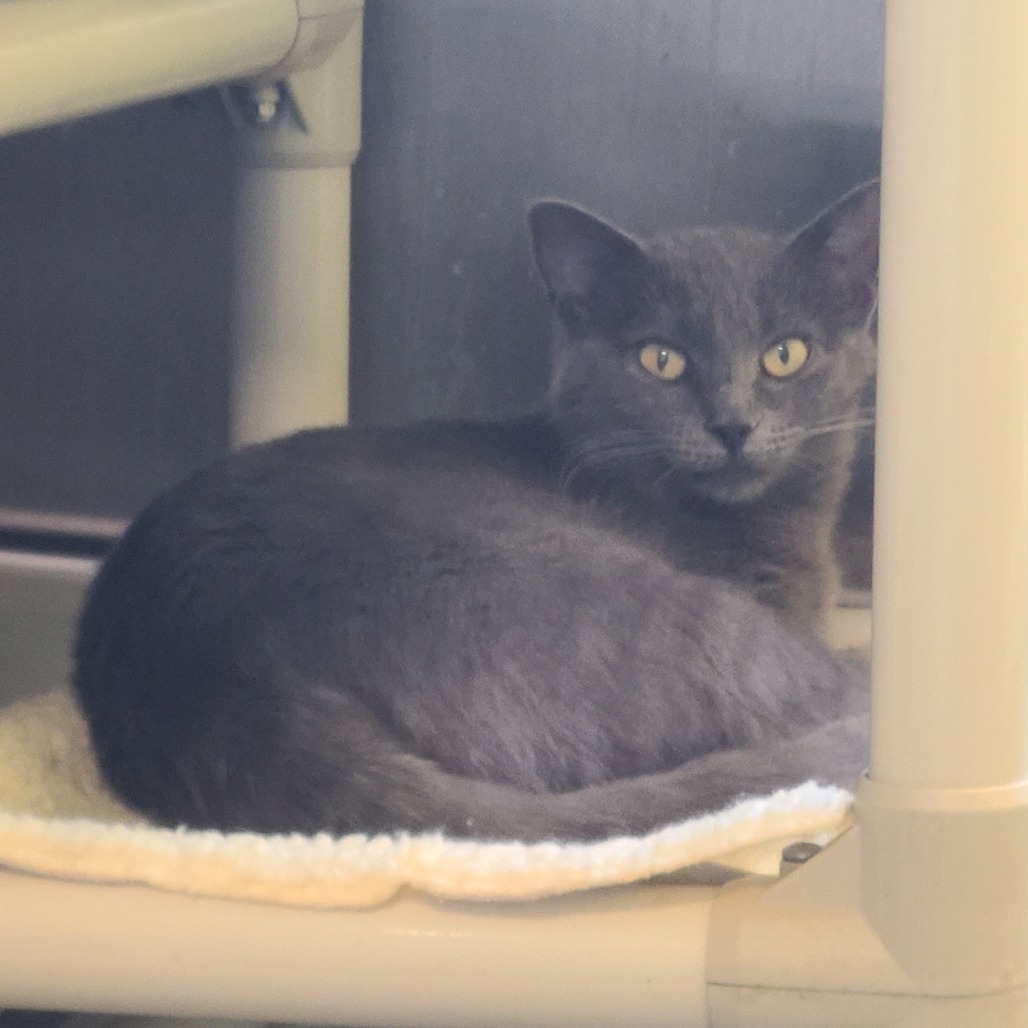 Asa, an adoptable Domestic Short Hair in Denver, CO, 80223 | Photo Image 6