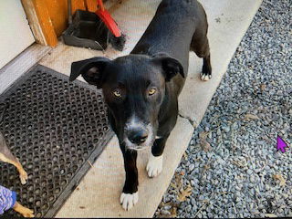 Wesley, an adoptable Labrador Retriever, Pit Bull Terrier in McArthur, CA, 96056 | Photo Image 1