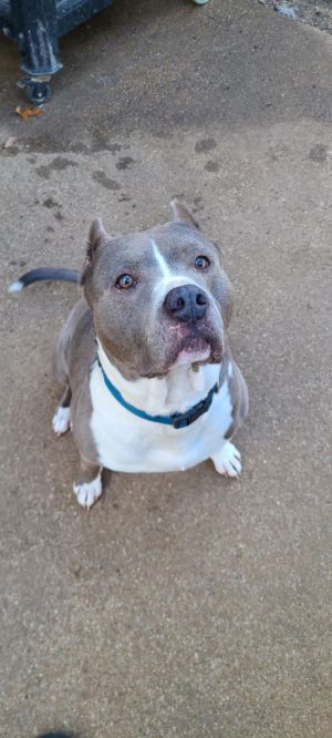 Blue, Senior Male Pit Bull Terrier