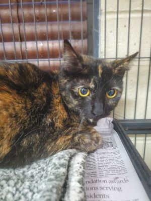 2025-02-024 *Mickey*, Young Female Domestic Short Hair