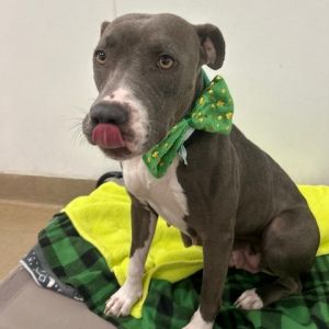 Bella, Adult Female English Bulldog