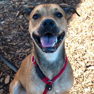 Ricardo - IN FOSTER Mixed Breed Dog