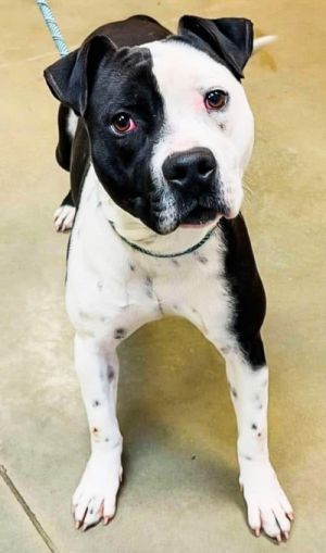 Family dog ADOPT A Warrior - MEET Thumper This powerhouse of love and loyalty is searching for a for