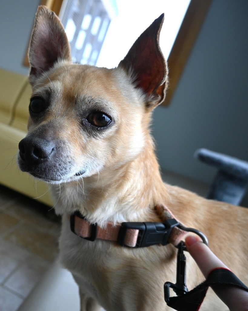 1 Busta Moves, an adoptable Terrier, Chihuahua in Ashland, WI, 54806 | Photo Image 1