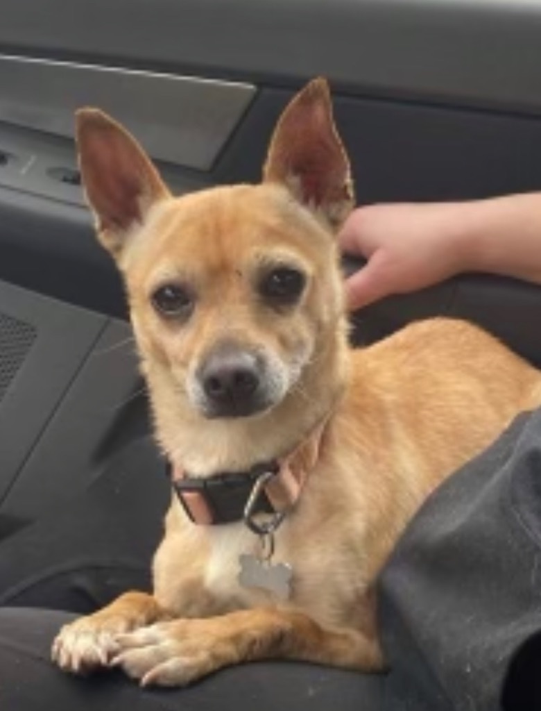 1 Busta Moves, an adoptable Terrier, Chihuahua in Ashland, WI, 54806 | Photo Image 2