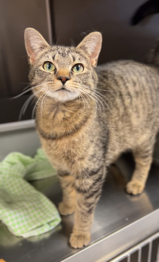 Eclair, an adoptable Domestic Short Hair in Bemidji, MN, 56601 | Photo Image 1