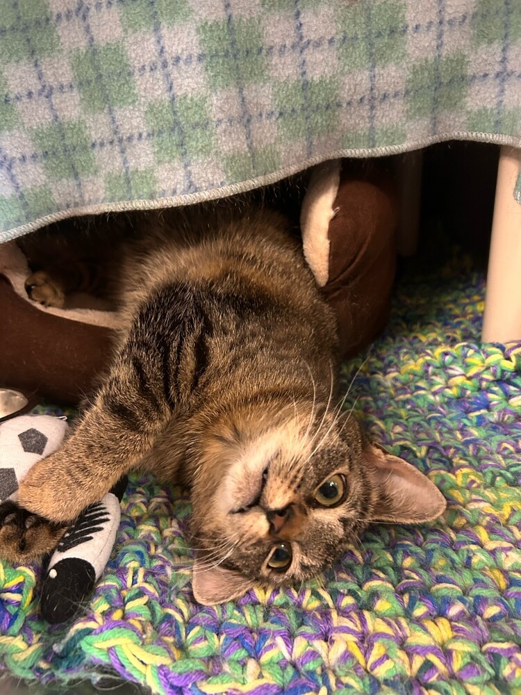 Eclair, an adoptable Domestic Short Hair in Bemidji, MN, 56601 | Photo Image 2