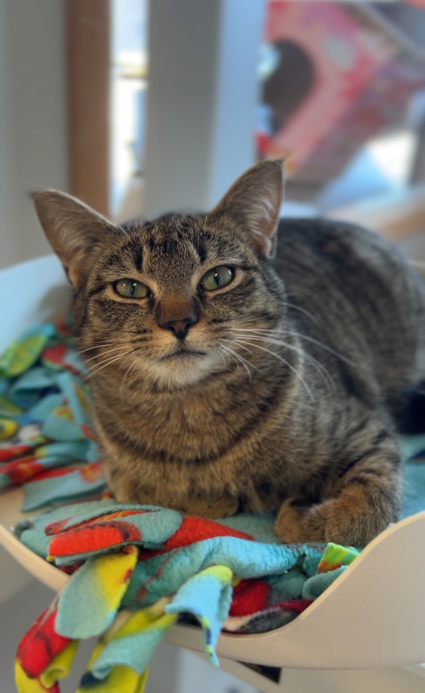 Eclair, an adoptable Domestic Short Hair in Bemidji, MN, 56601 | Photo Image 3
