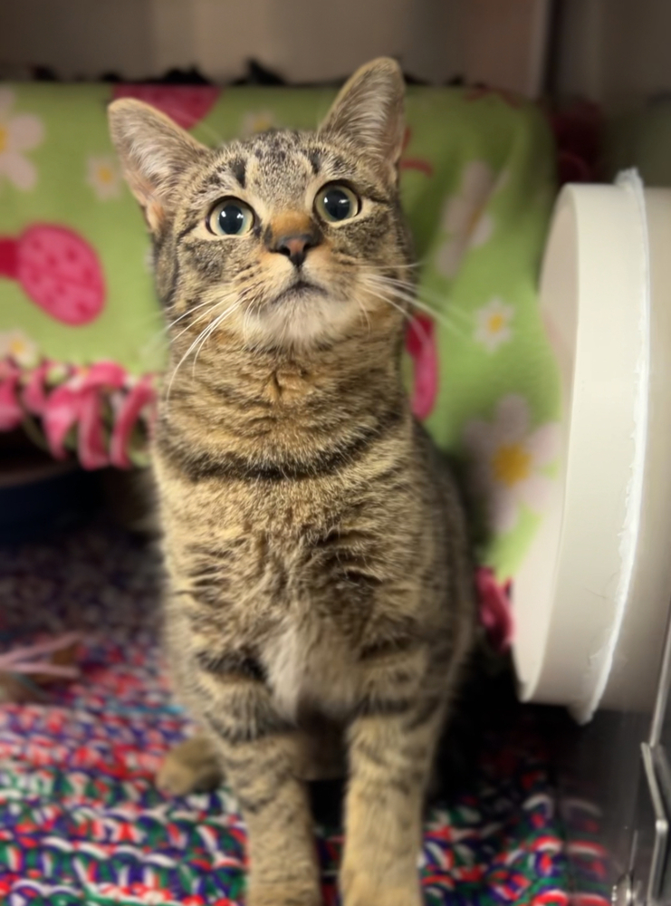 Eclair, an adoptable Domestic Short Hair in Bemidji, MN, 56601 | Photo Image 4