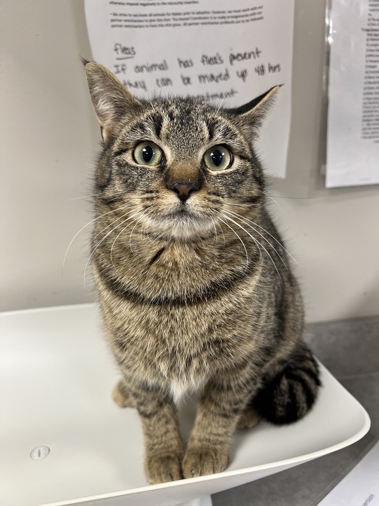 Eclair, an adoptable Domestic Short Hair in Bemidji, MN, 56601 | Photo Image 5