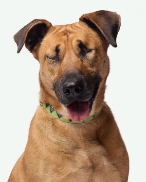Cara, Adult Female Mixed Breed