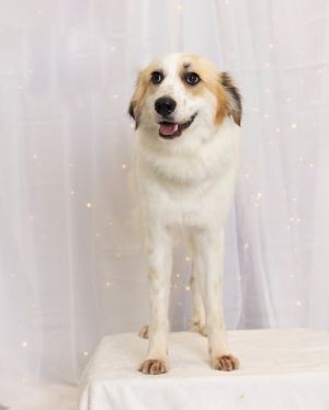 You can fill out an adoption application online on our official websiteAre you looking for a sweet 