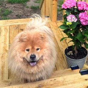 Prince, Adult Male Chow Chow