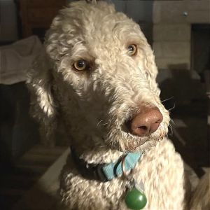 Meet Dante Dante is a handsome 15-year-old Poodle weighing in at 54 pounds of pure love and energy