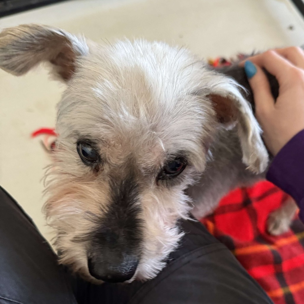 Ruger, an adoptable Schnauzer, Mixed Breed in Houston, TX, 77006 | Photo Image 3